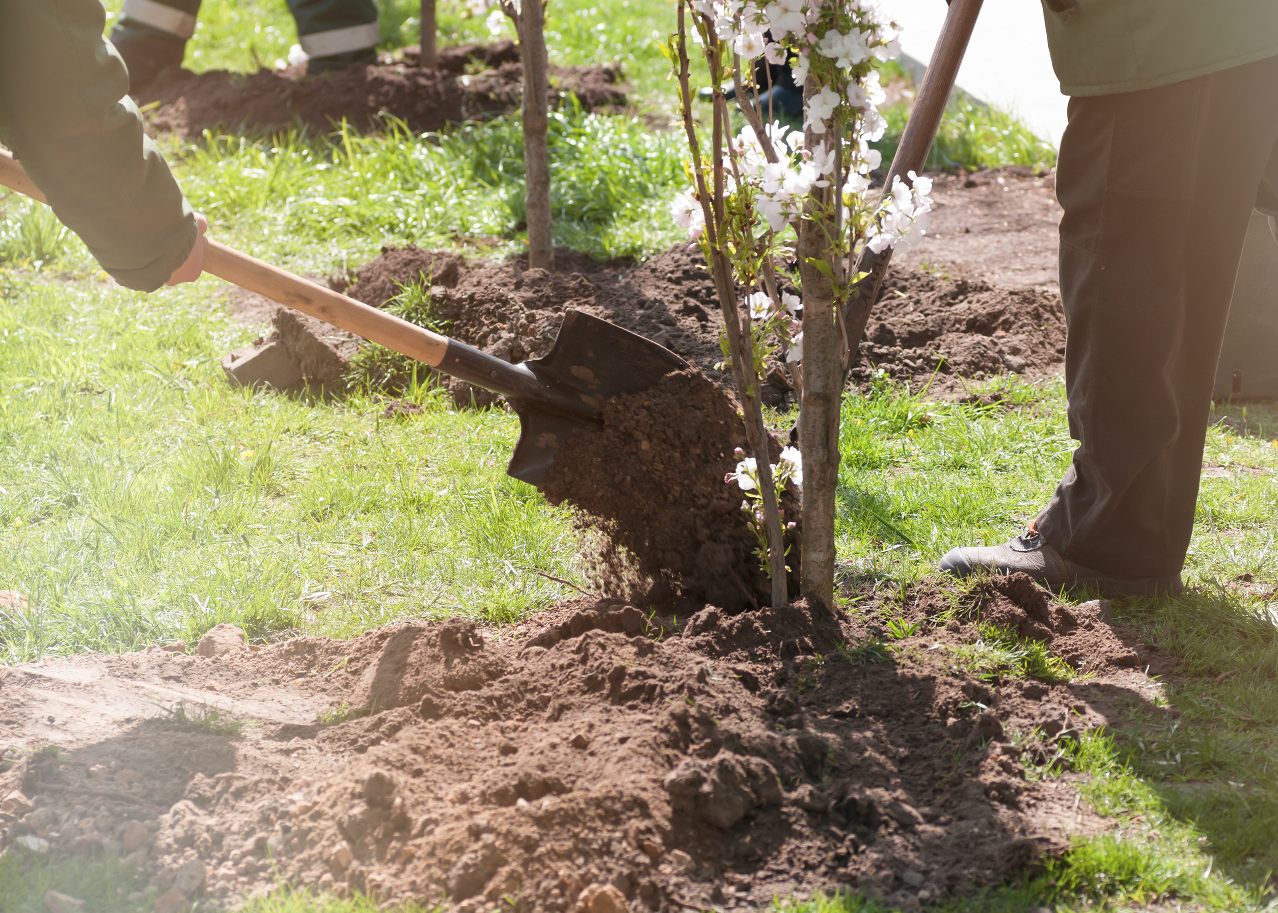 group of people planting flowering trees in the park,filter appl