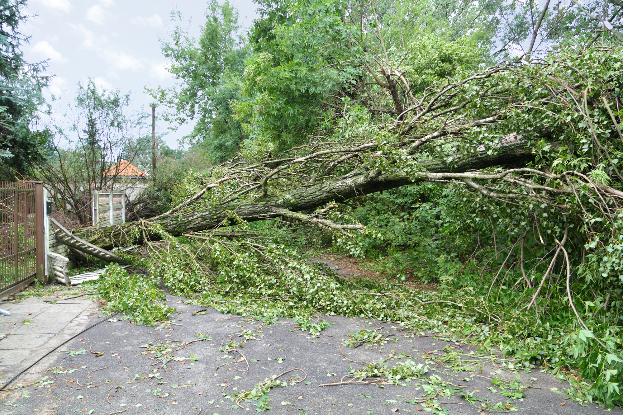 Damaged fallen tree